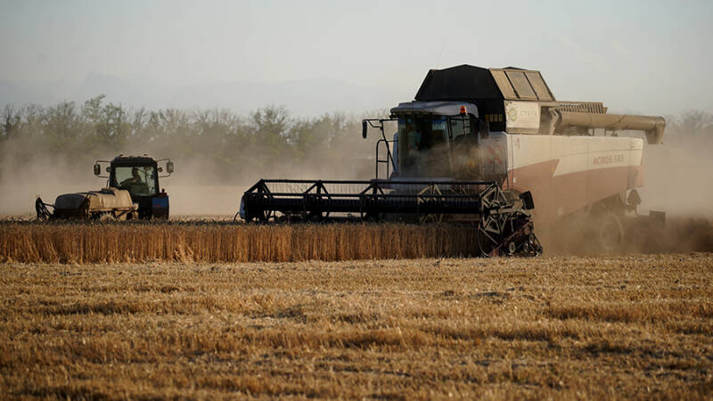 В Минсельхозе РФ ожидают сбор 132 млн т зерновых культур в 2024 году