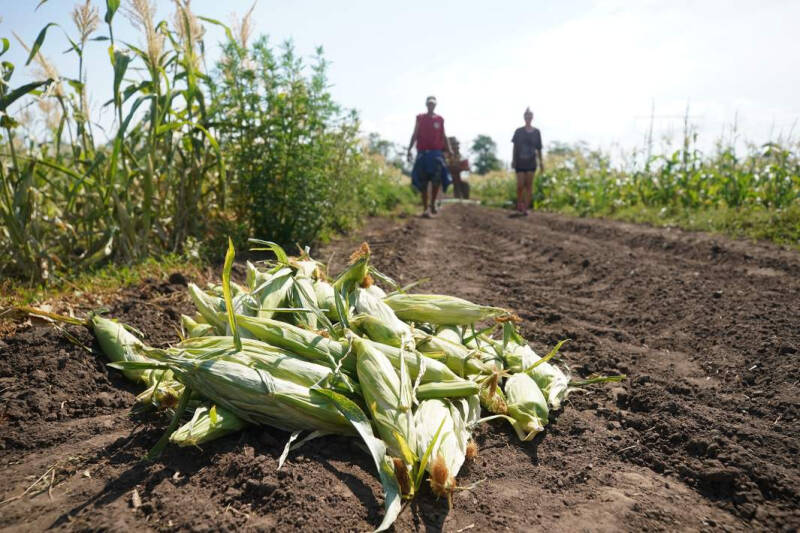 Все ли поели: Россия поставляет продовольствие более чем в 160 стран