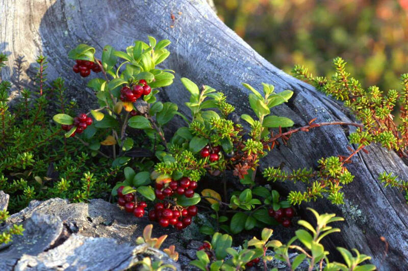 Северные Негоро: финны держали тайских гастарбайтеров на положении рабов