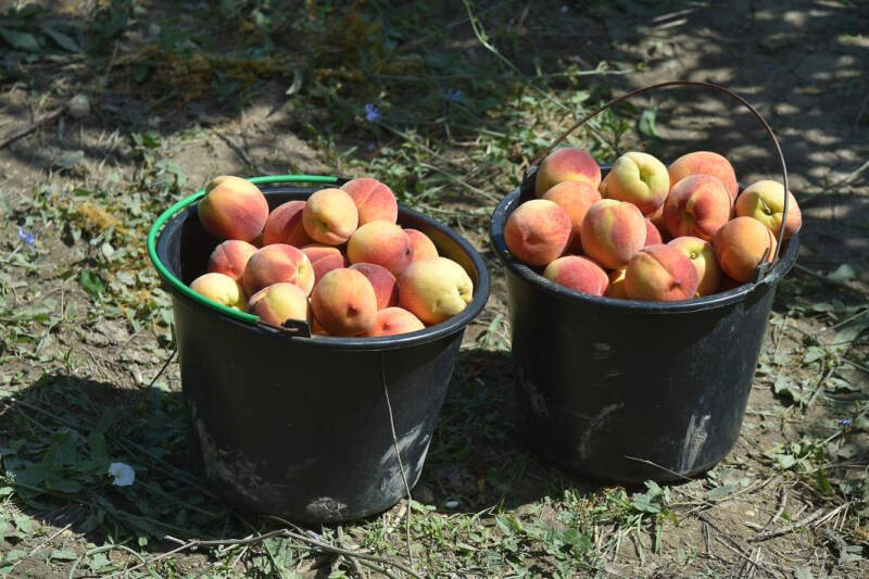 Все ли поели: Россия поставляет продовольствие более чем в 160 стран