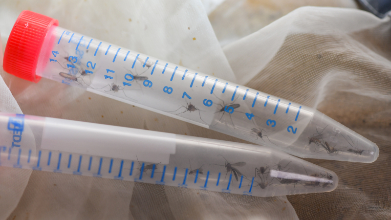 &laquo;Вакцины и лекарства от лихорадки Западного Нила нет&raquo;